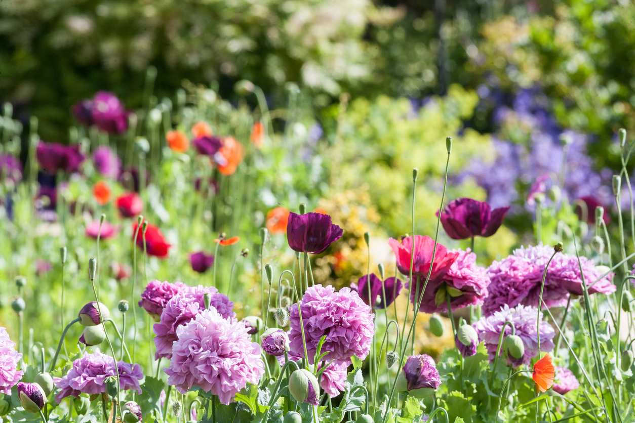 A bunch of beautiful flowers